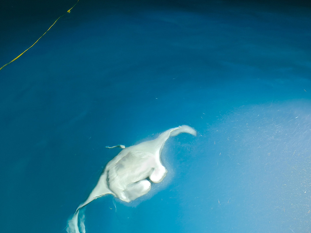 Manta Expeditions - Maldives-马累必去景点