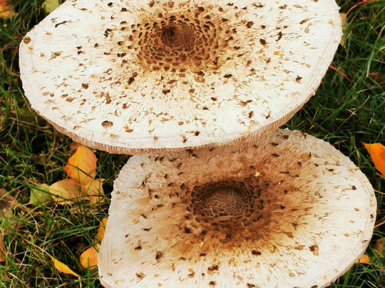 Bowlingtreff-Rosslau必去景点