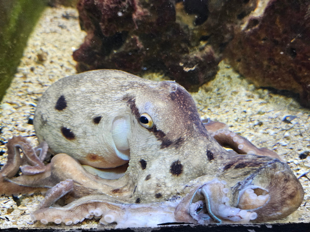 Aquarium景点图片