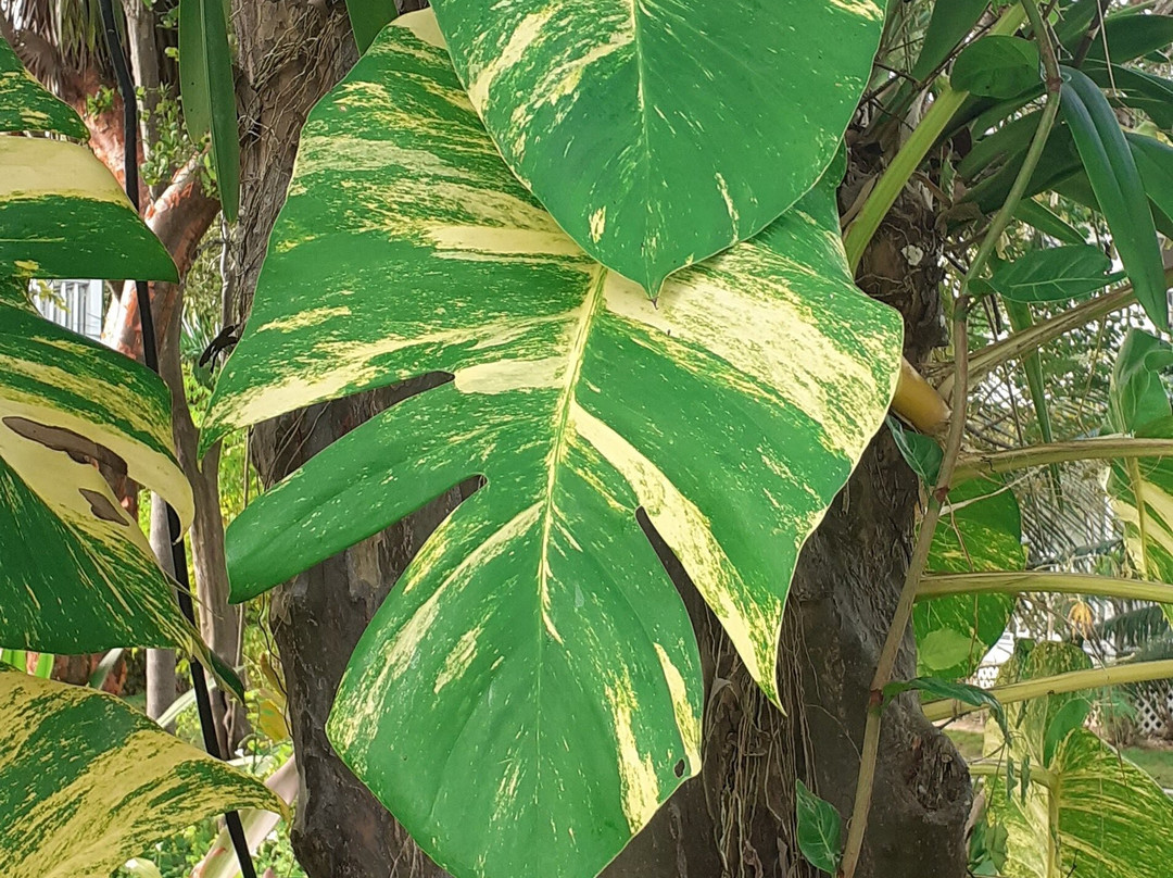 Pineapple Fields Resort主图