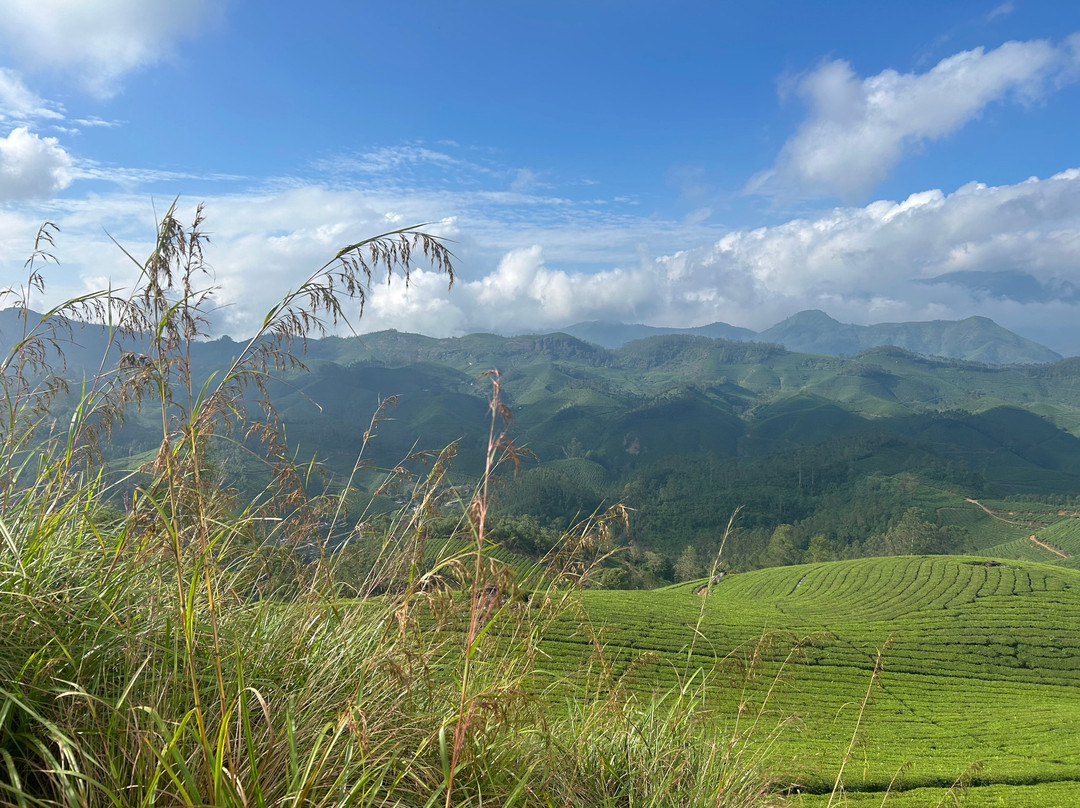 Munnar Hiking Trails景点图片