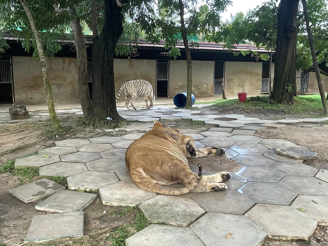 Tiger World Thailand景点图片