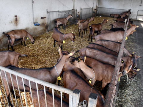 Azienda Agricola Capre E Cavoli-Capriglio必去景点