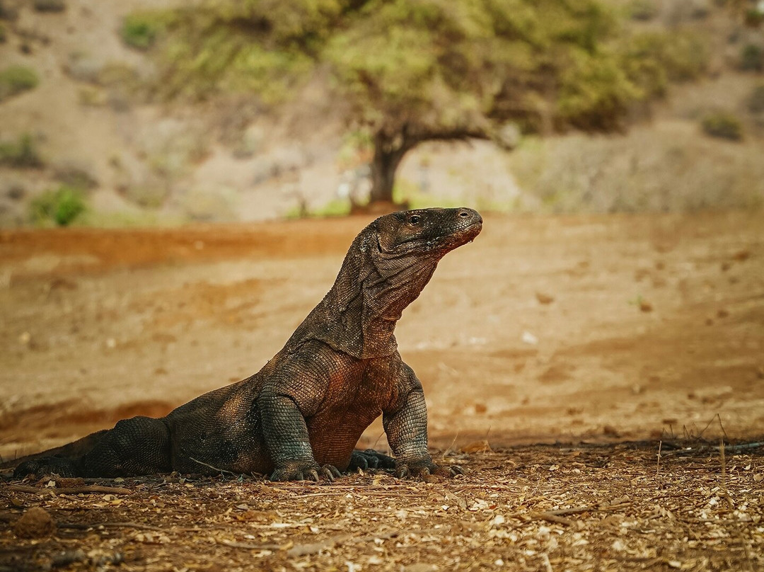 Pt Jemari Bali Project-图班必去景点