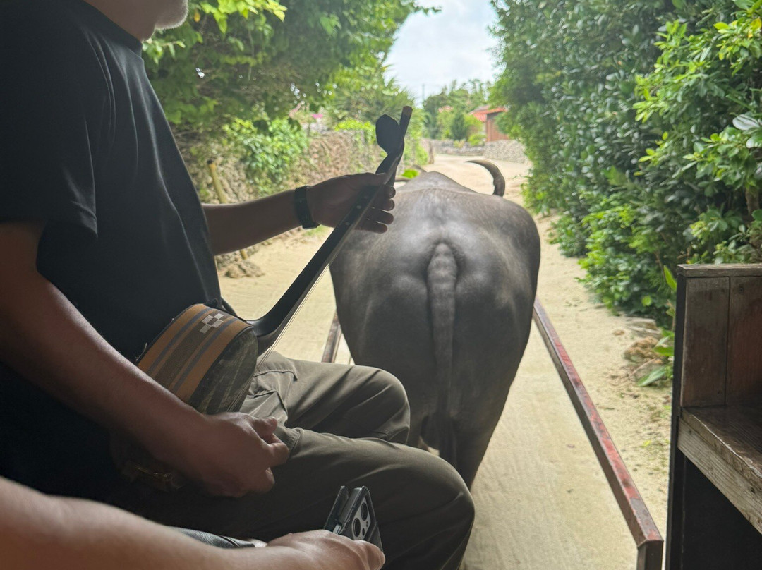 Water Buffalo Carriage Nitta Kanko-竹富町竹富岛必去景点