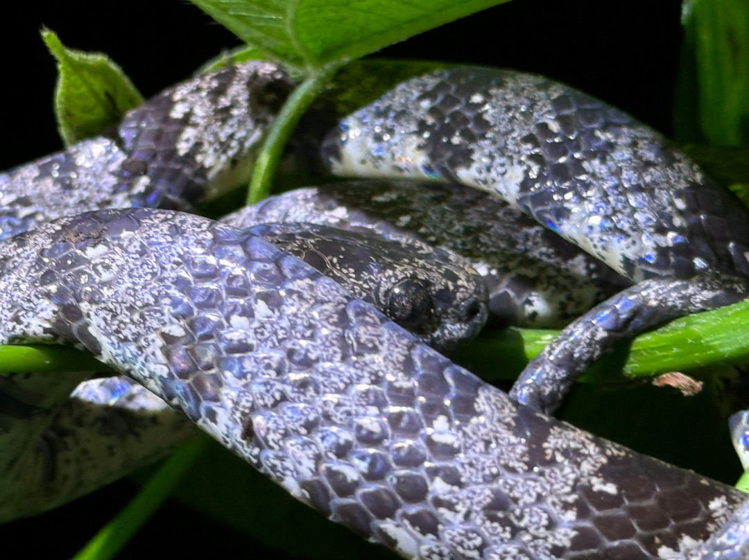 Jacamar Naturalist Tours-福德圣卡洛斯必去景点