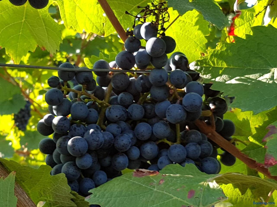 Weingut & Gastehaus Nagel
