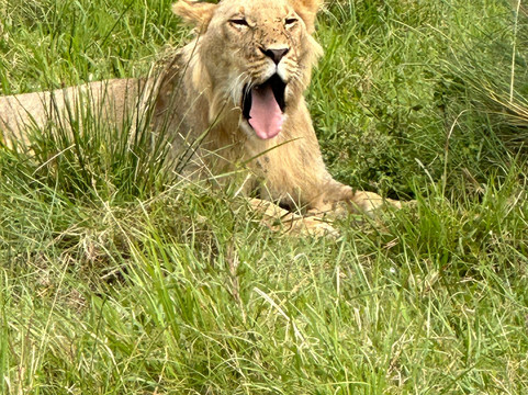 African Savannah Holidays-内罗毕必去景点