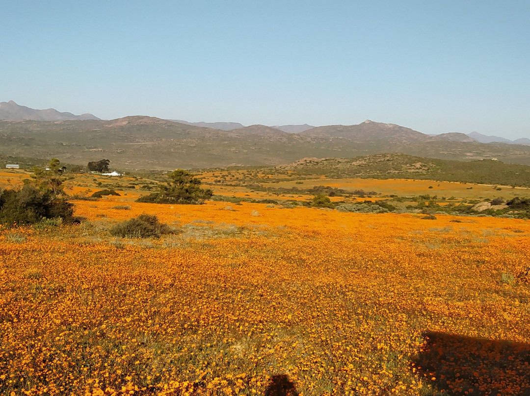 Namaqua National Park-北开普省必去景点