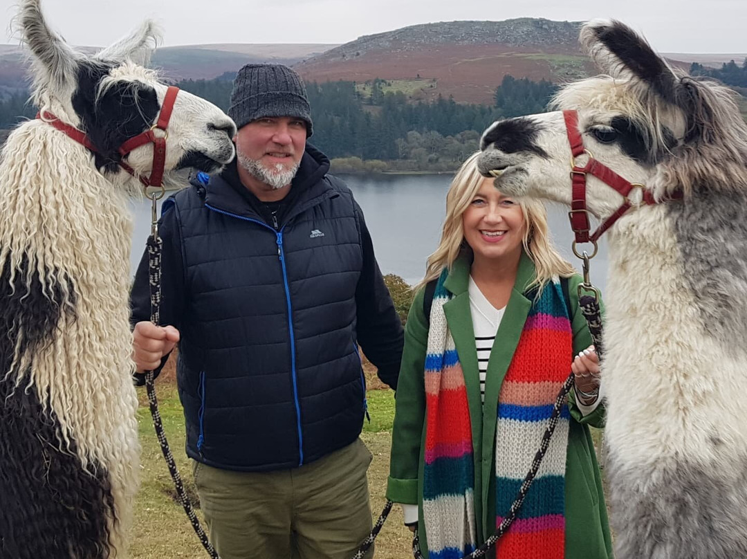 Dartmoor Llama Walks景点图片