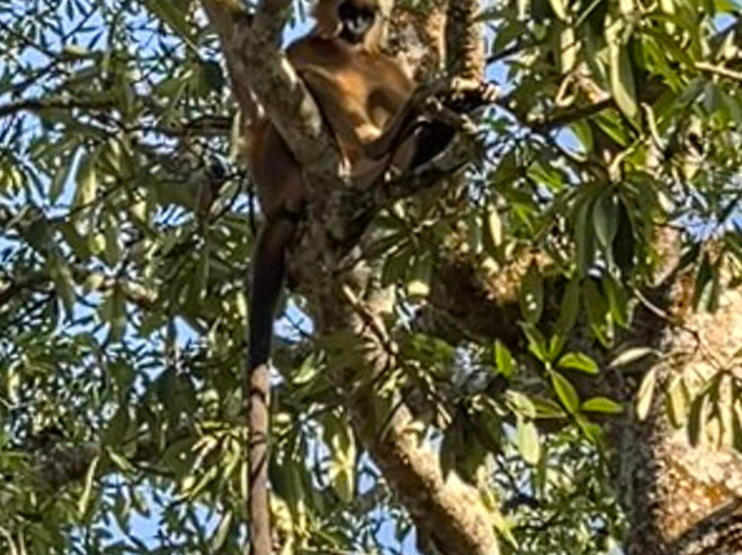 Hoollongapar Gibbon Sanctuary景点图片