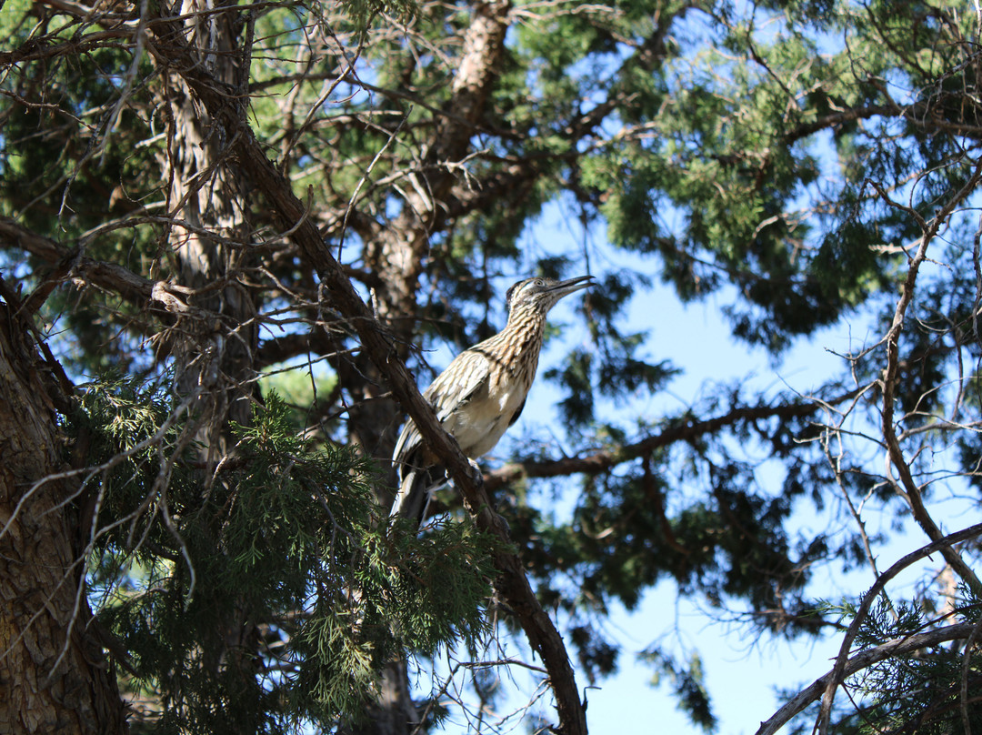 Wildcat Bluff Discovery Center景点图片