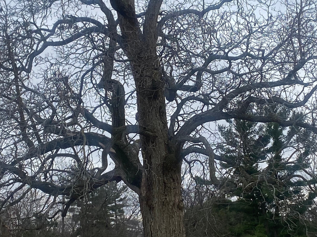 Yerkes Observatory-Williams Bay必去景点
