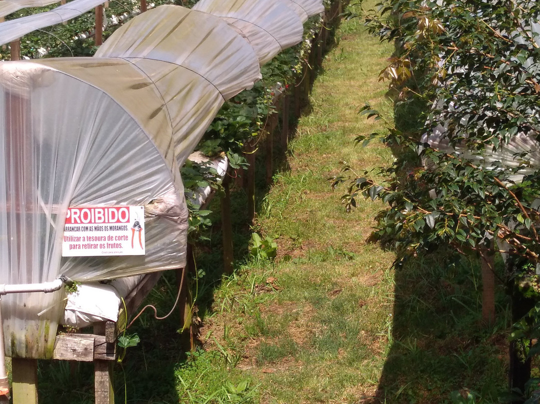 Casa Do Morango-Nova Petropolis必去景点