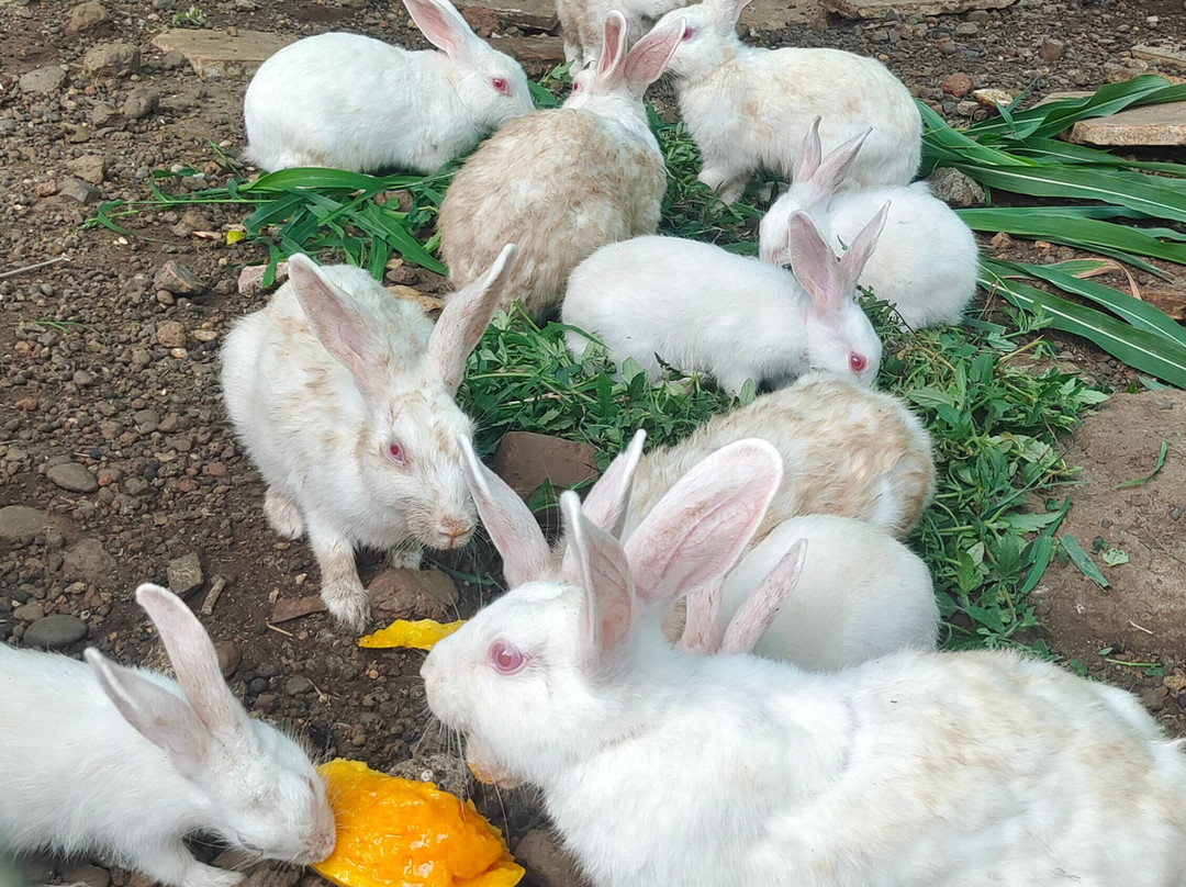 Vinyasa Treeland Saphale主图