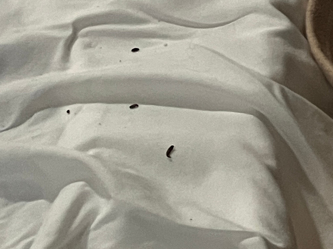 Travelodge By Wyndham Golden Sportsman Lodge主图