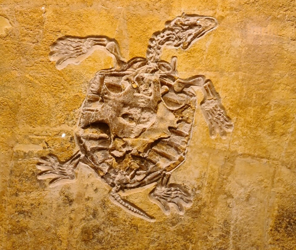Naturkunde-Museum Bamberg-班贝格城必去景点