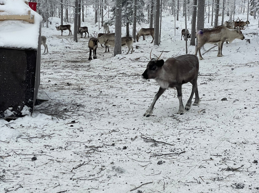Unique Reindeer Farm-Kemijarvi必去景点
