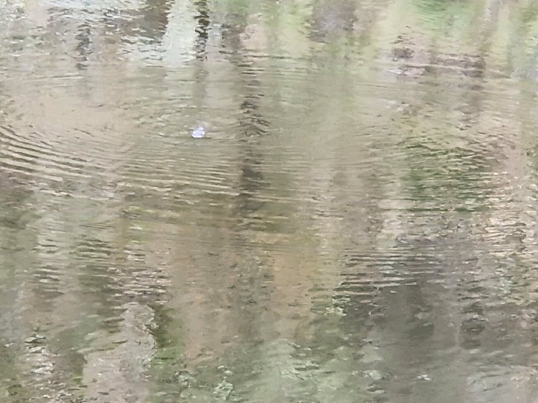 Bombala Platypus Reserve-Bombala必去景点