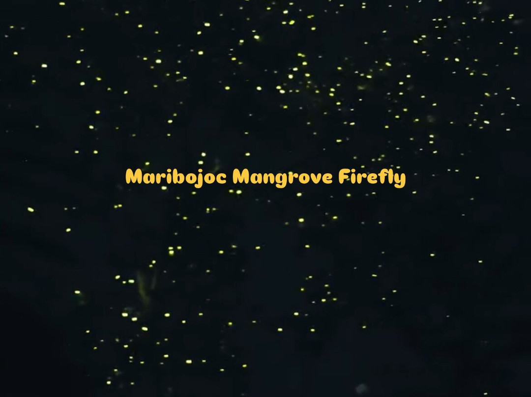 Maribojoc Mangrove Firefly Watching-Maribojoc必去景点