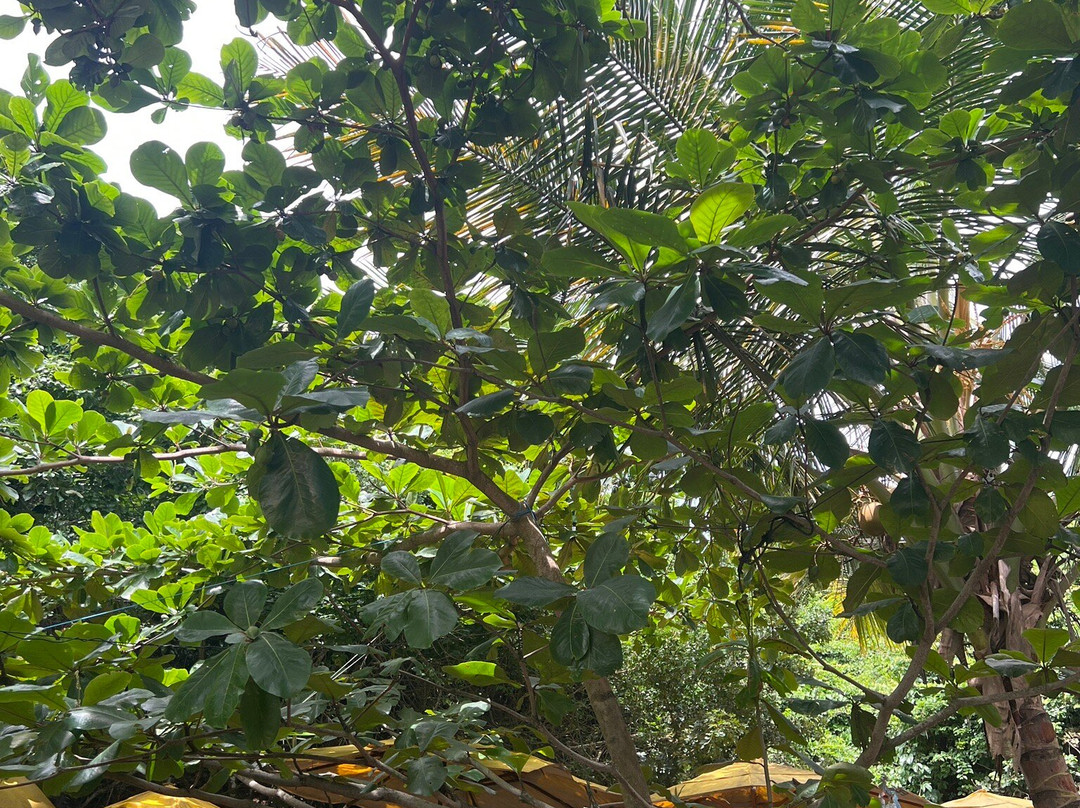 Joao Fernandinho Beach-布基亚斯必去景点