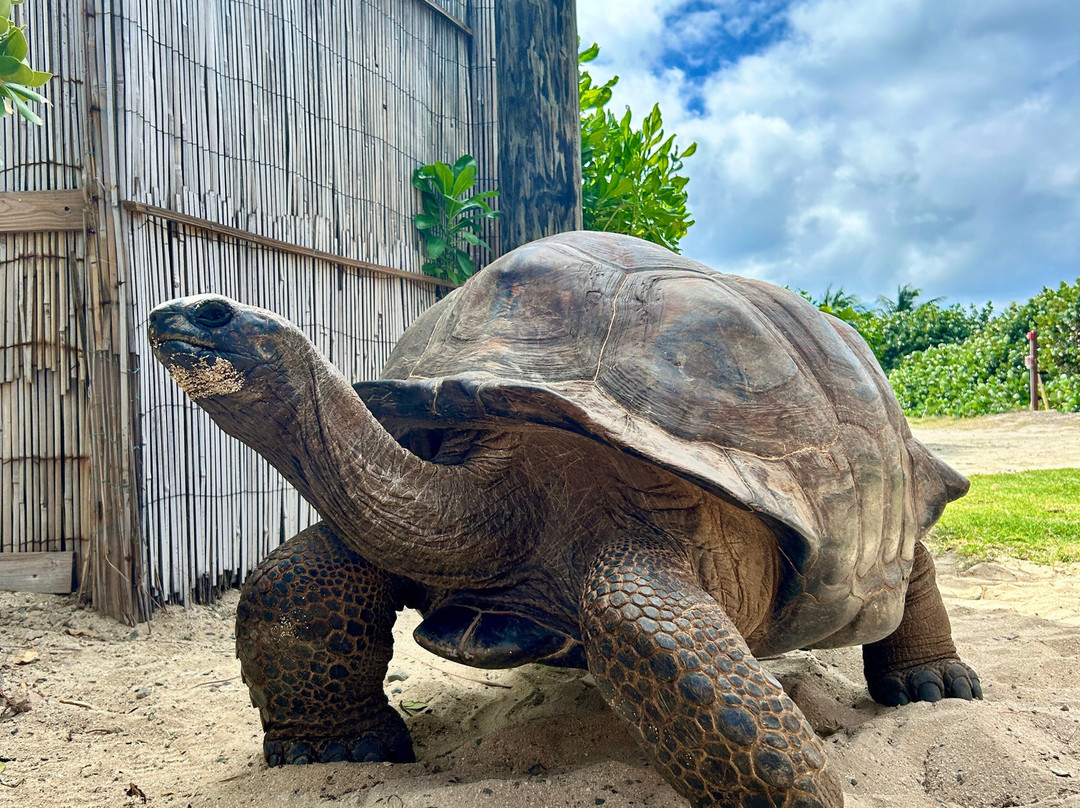 Sea It Clear Tours-North Sound必去景点