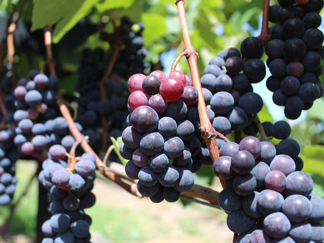 Viñedo Abarán-Sutamarchan必去景点