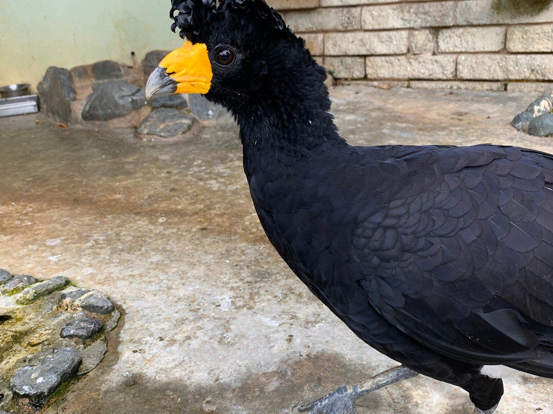 Emperor Valley Zoo-西班牙港必去景点