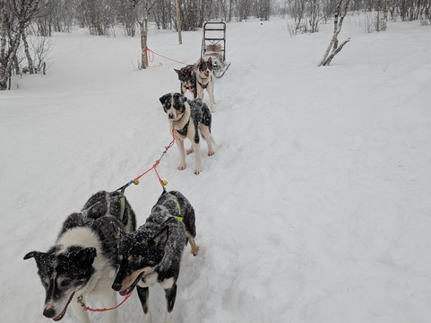 基律纳狗拉雪橇之旅-基律纳必去景点