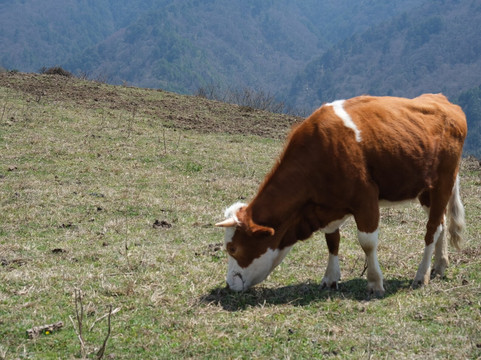 Lion Adventure China-成都必去景点