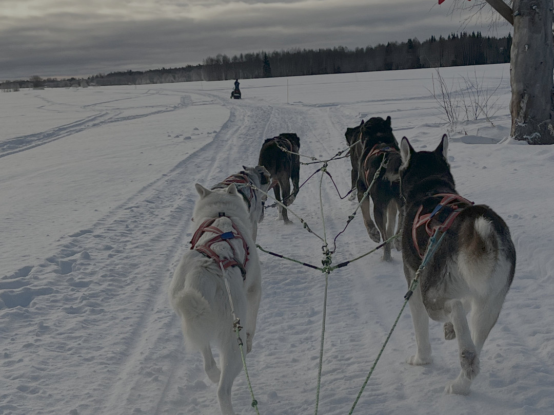 Luleå  Adventure Hundspann-Luleå必去景点
