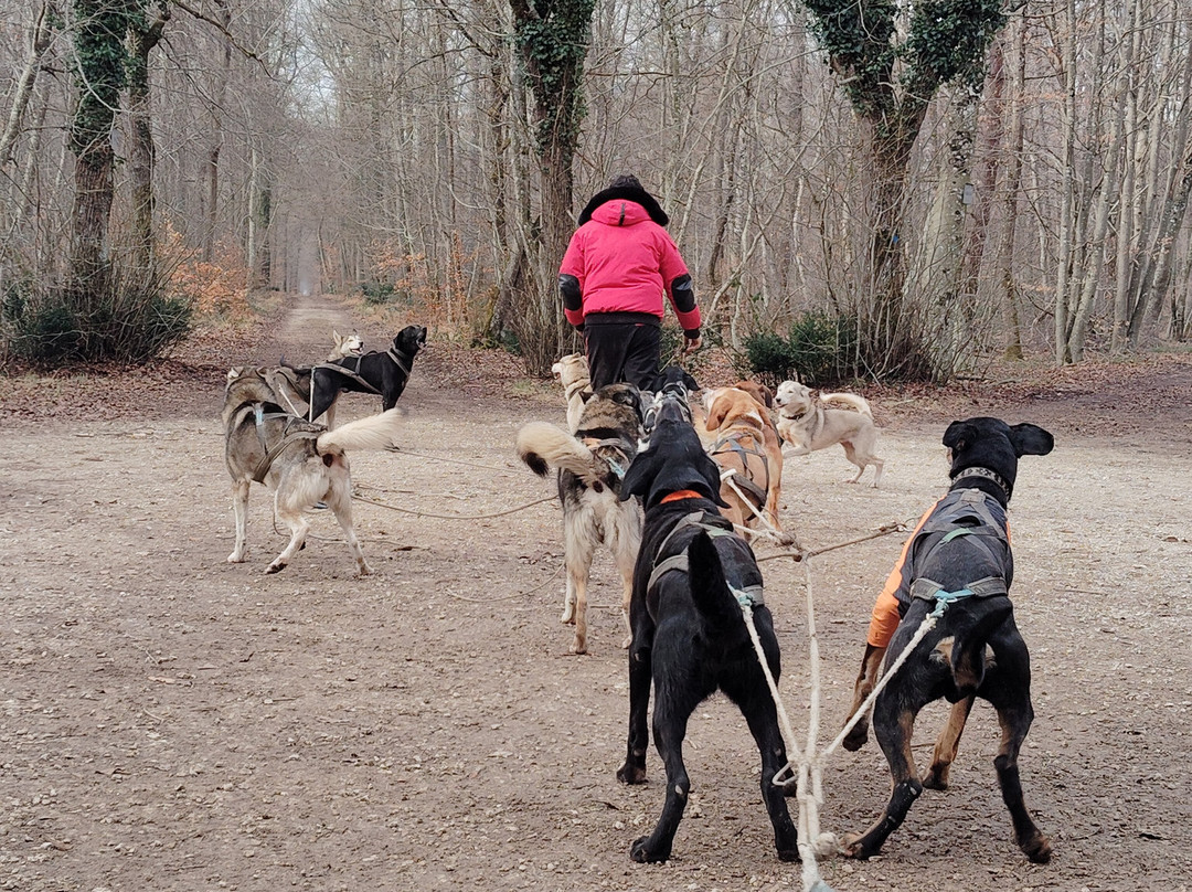 Evasion Canine景点图片
