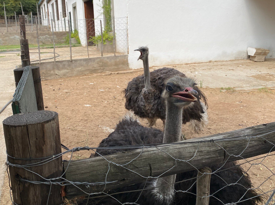 Cango Ostrich Show Farm-奥兹洪必去景点