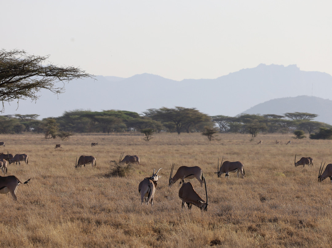 Steri Tours and Travel-内罗毕必去景点
