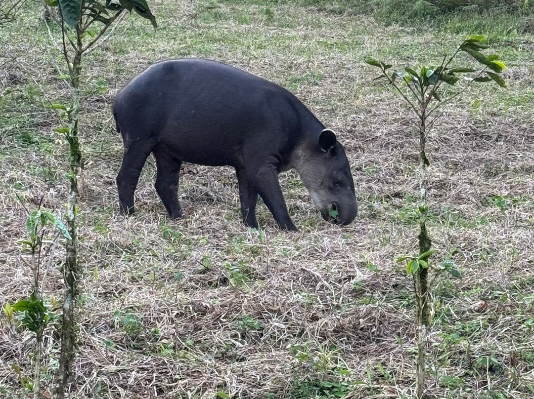 Tapir Valley Nature Reserve景点图片