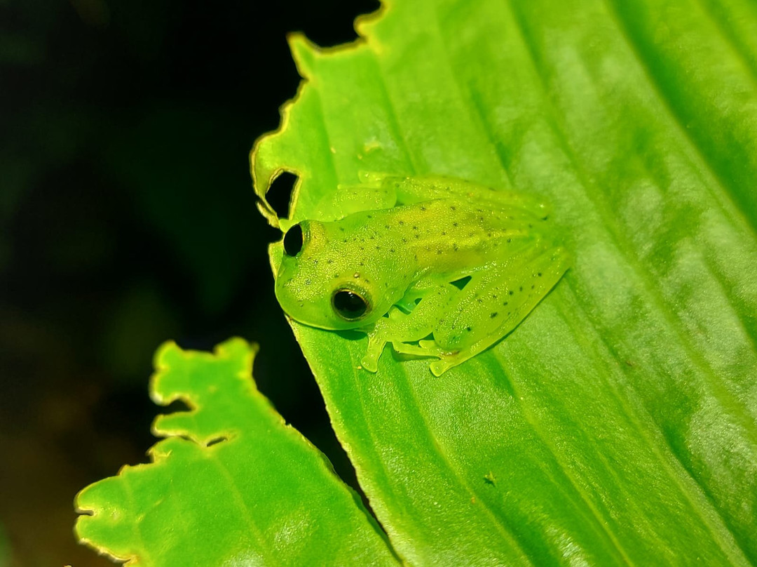 Wildlife Tours Costa Rica - Arenal-福德圣卡洛斯必去景点