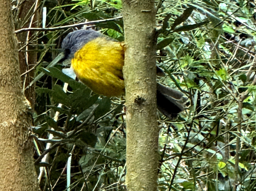 Dorrigo Rainforest Centre-Dorrigo必去景点