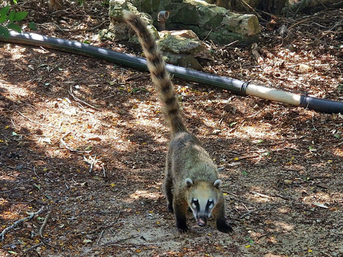 Reserva de Flora y Fauna Autóctona del Cerro Pan de Azúcar-Piriapolis必去景点