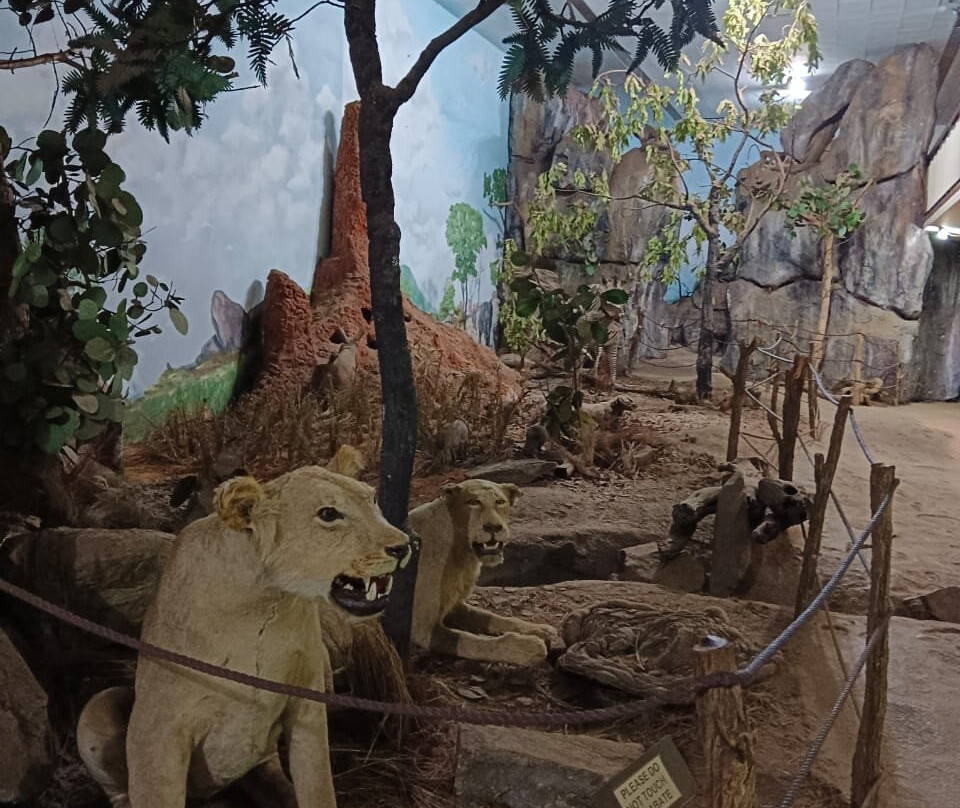 Zimbabwe Museum of Human Sciences景点图片