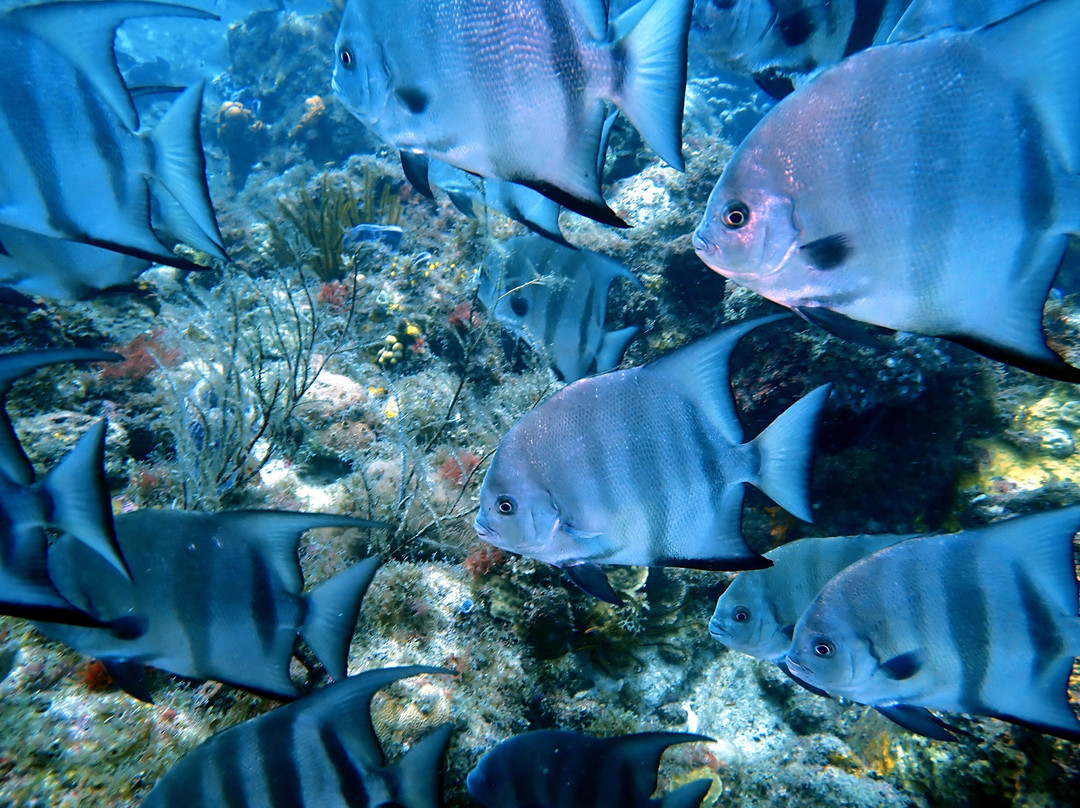 Deep Turtle Plongee-Les Anses d'Arlet必去景点