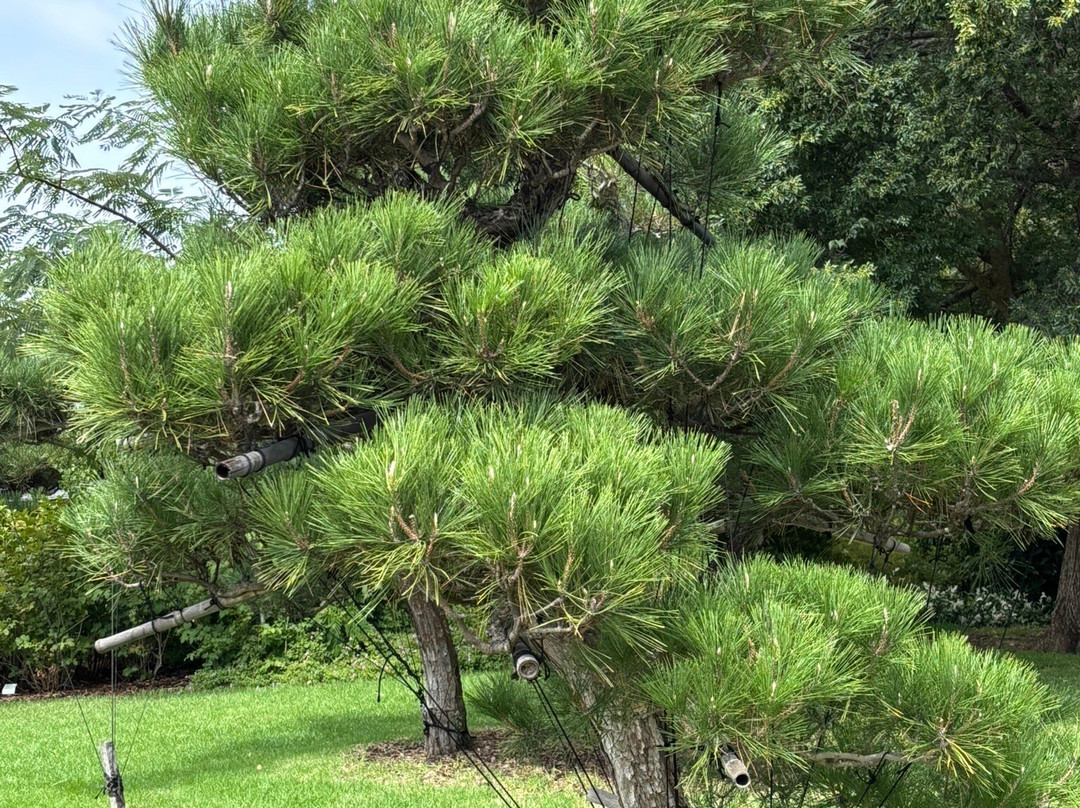 Dubbo Regional Botanic Gardens Adventure Playground-达博必去景点