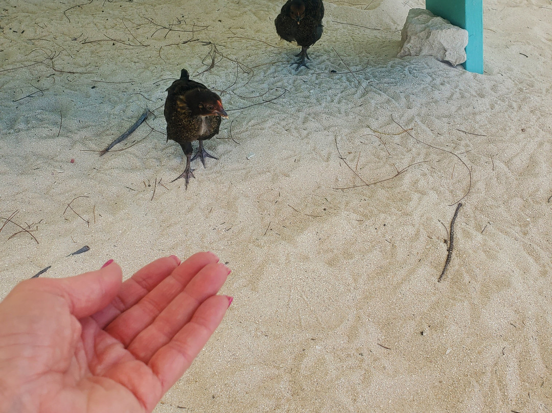 Colliers  Beach-East End必去景点