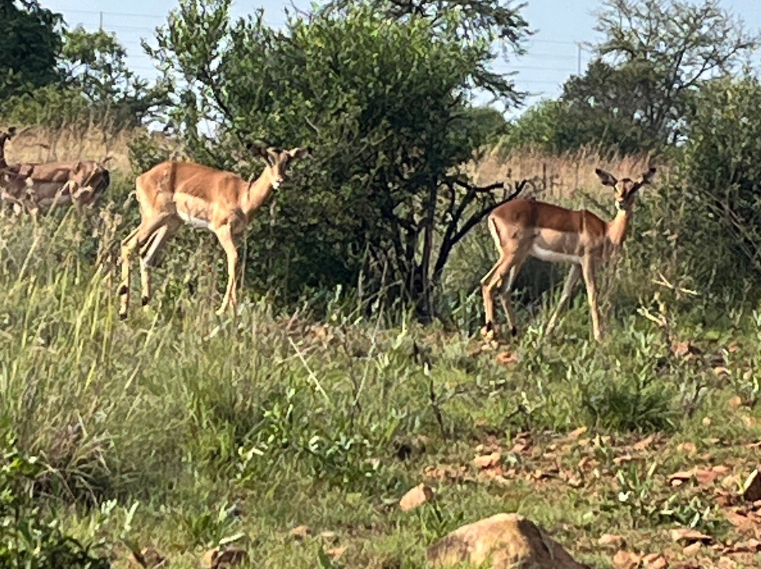 Tidimalo Lodge主图