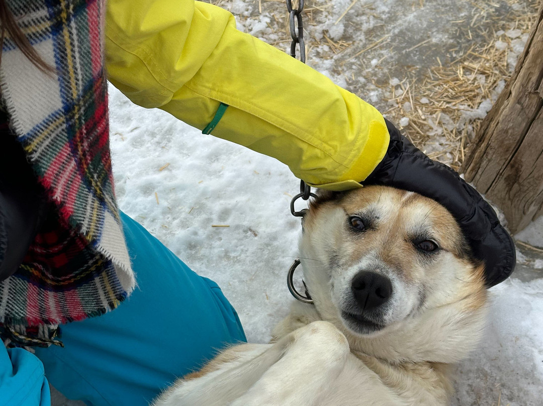 Grizzle-T Dog & Sled Works-斯廷博特斯普林斯必去景点