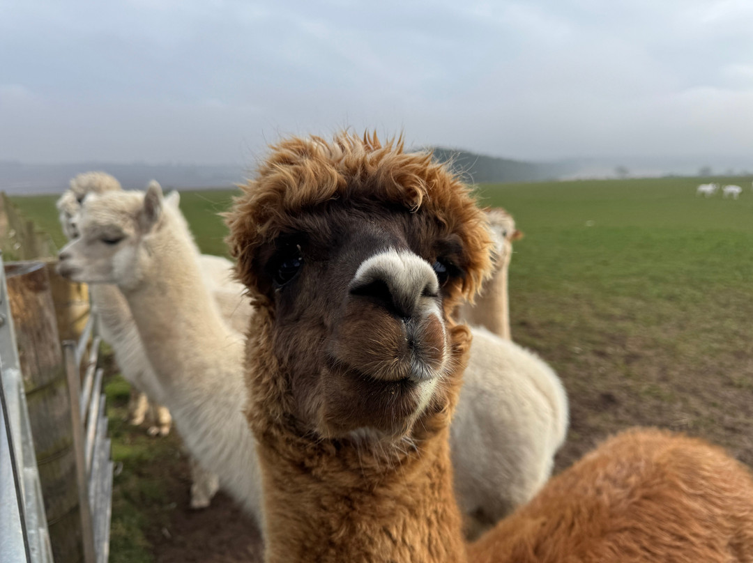 Newton Farm Holidays
