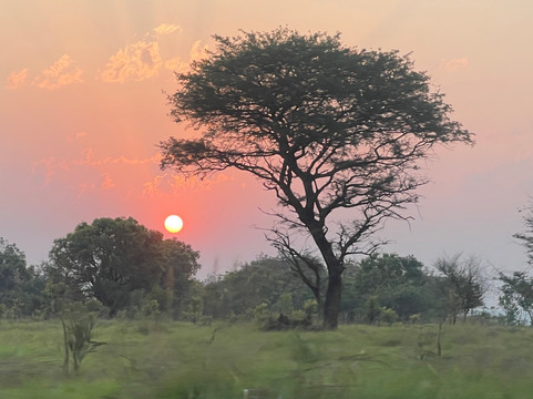 Mambo Gorilla Safari-卡巴莱必去景点