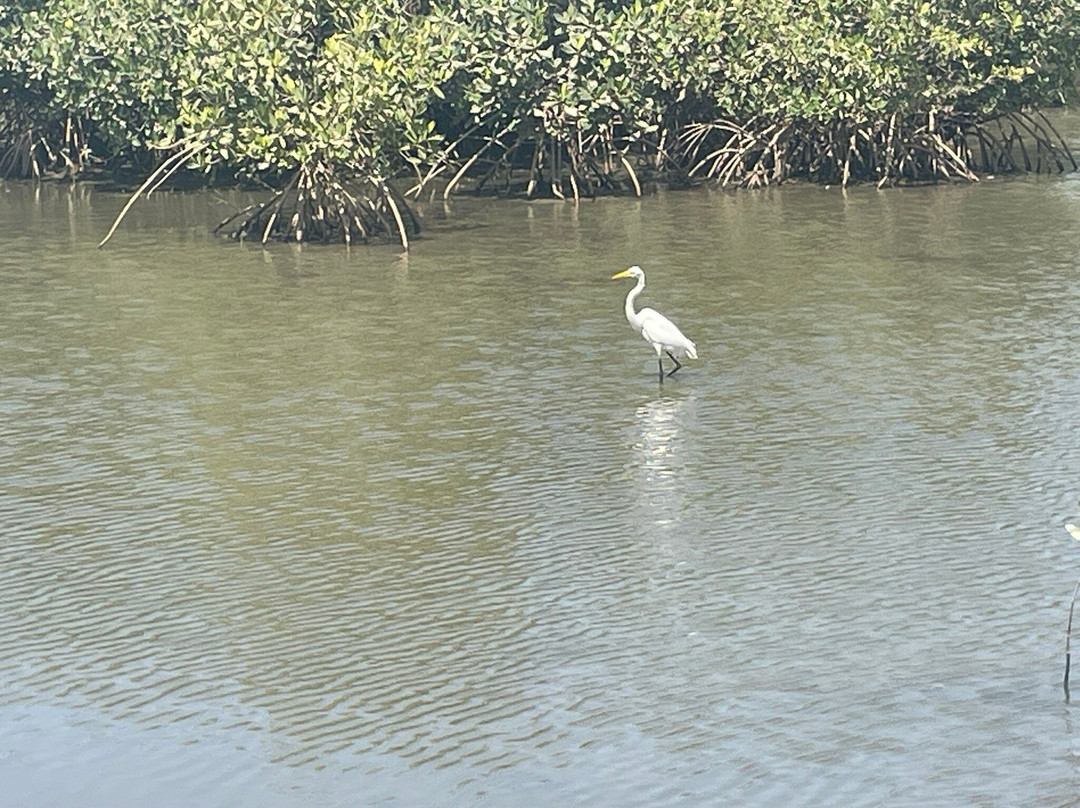 Kotu Bridge (Bird watching)景点图片