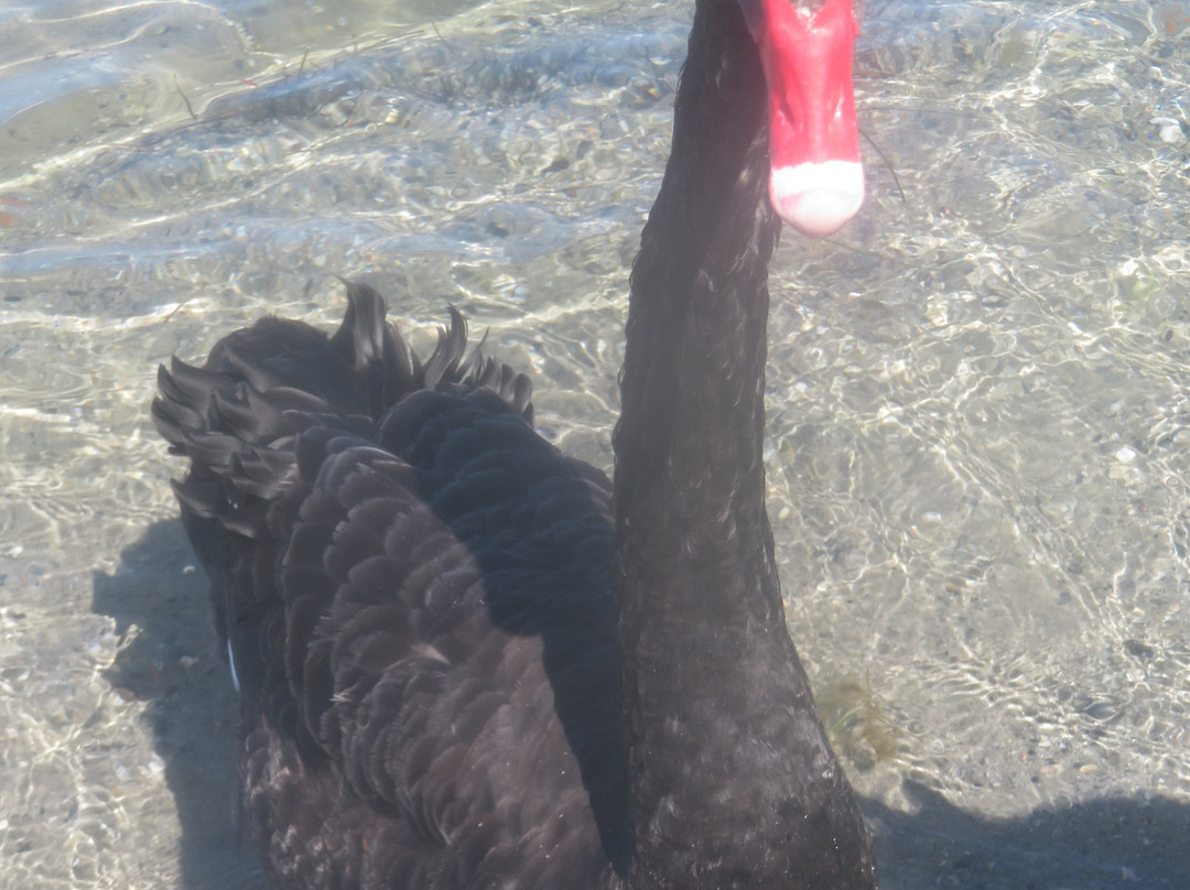 Metung Boardwalk-Metung必去景点