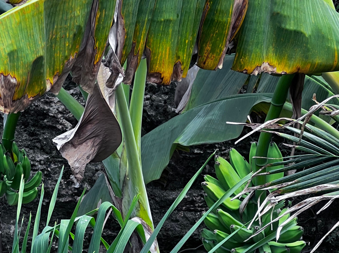 Cenote Santa Rosa-Homun必去景点