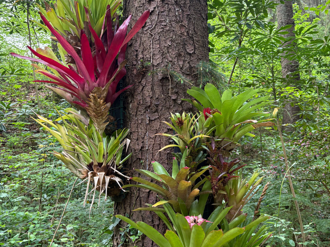 Jungle Garden Karlostachys景点图片